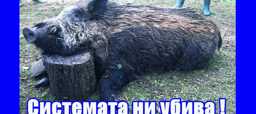 Истина или не! И Българските диви прасета имат права