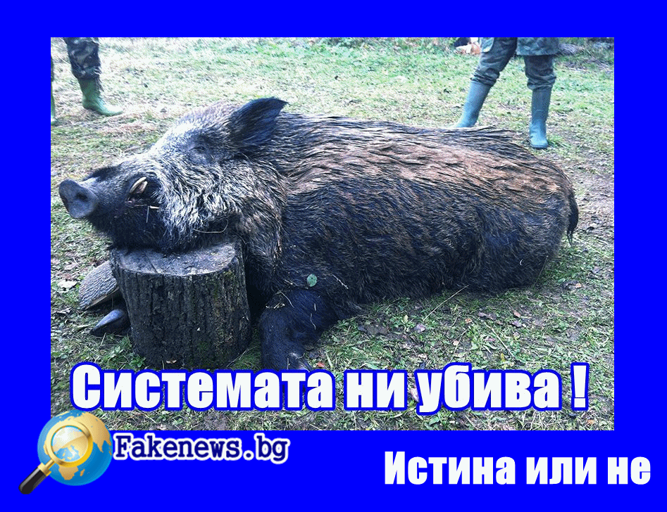 Истина или не! И Българските диви прасета имат права 