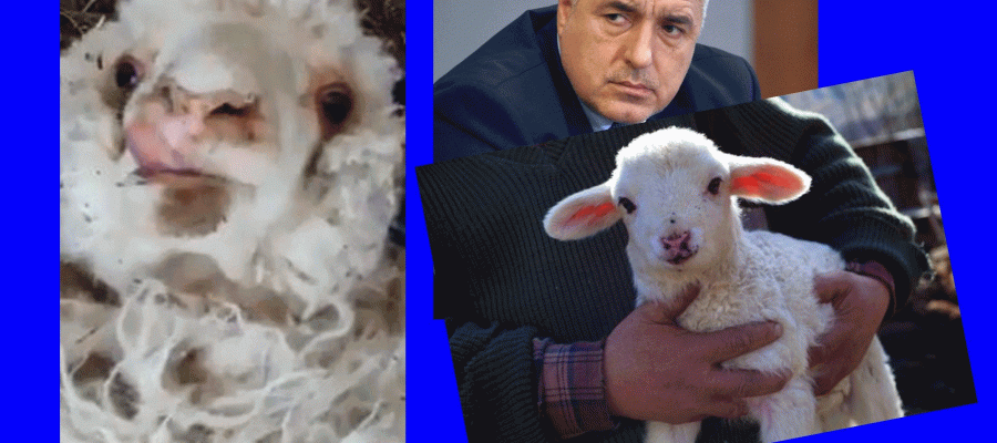 Истина или не! Първата говореща овца в света е от ГЕРБ